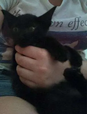 Gato ra a SRD idade 2 a 6 meses nome Eclipse