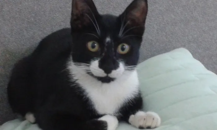 Gato raça mestica idade 2 a 6 meses nome Ron Ron