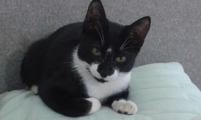 Gato raça mestica idade 2 a 6 meses nome Ron Ron