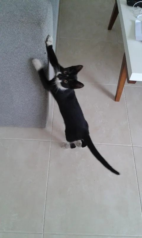Gato raça mestica idade 2 a 6 meses nome Ron Ron