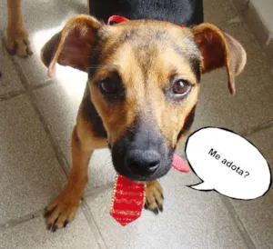 Cachorro raça misturado com pastor alemão idade 7 a 11 meses nome * PINGO *