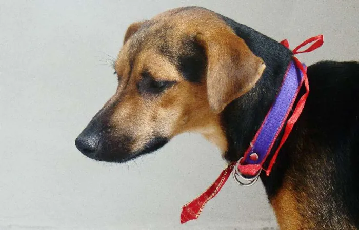 Cachorro ra a misturado com pastor alemão idade 7 a 11 meses nome * PINGO *