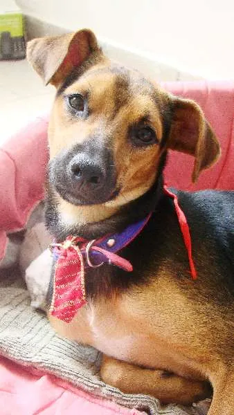 Cachorro ra a misturado com pastor alemão idade 7 a 11 meses nome * PINGO *