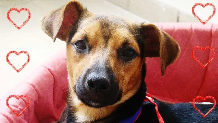 Cachorro ra a misturado com pastor alemão idade 7 a 11 meses nome * PINGO *