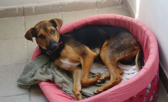 Cachorro ra a misturado com pastor alemão idade 7 a 11 meses nome * PINGO *
