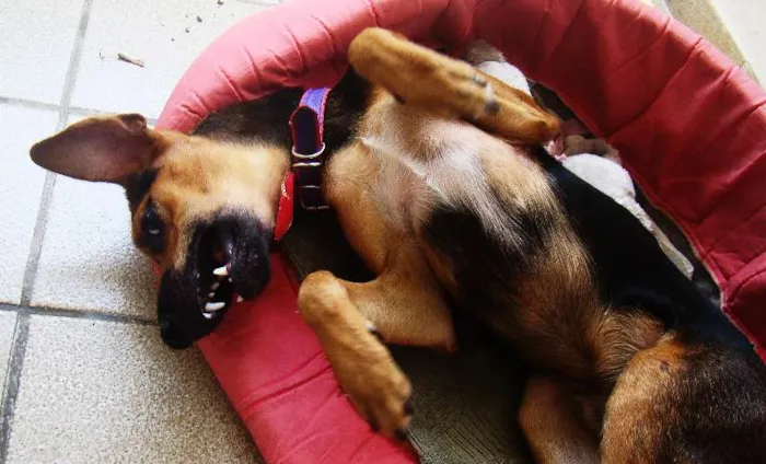 Cachorro ra a misturado com pastor alemão idade 7 a 11 meses nome * PINGO *