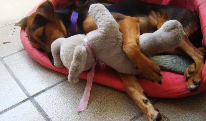 Cachorro ra a misturado com pastor alemão idade 7 a 11 meses nome * PINGO *
