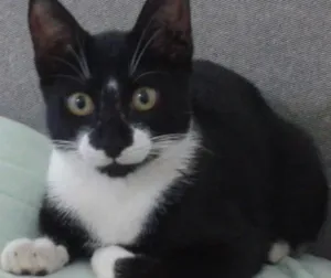 Gato raça mestica idade 2 a 6 meses nome Ron Ron