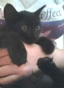 Gato raça SRD idade 2 a 6 meses nome Eclipse