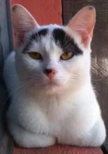 Gato raça SRD idade 7 a 11 meses nome Bianca
