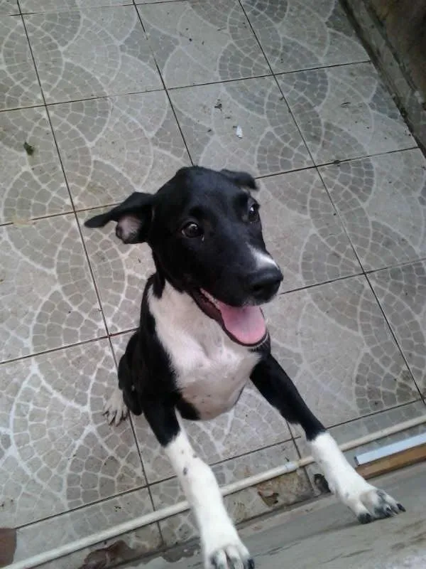 Cachorro ra a SRD idade 2 a 6 meses nome Fifi