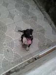 Fifi