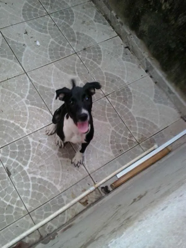 Cachorro ra a SRD idade 2 a 6 meses nome Fifi