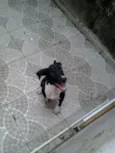 Fifi