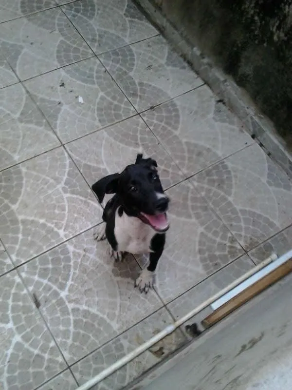 Cachorro ra a SRD idade 2 a 6 meses nome Fifi