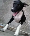 Fifi