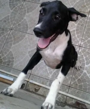 Cachorro raça SRD idade 2 a 6 meses nome Fifi