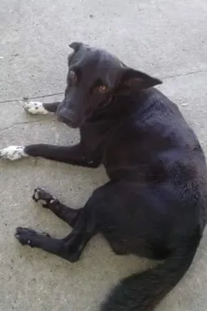 Cachorro raça Viralata idade  nome Não sei coloquei Pr