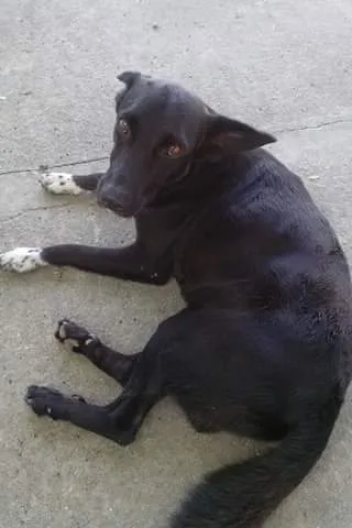 Cachorro ra a Viralata idade  nome Não sei coloquei Pr