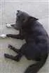 Cachorro raça Viralata idade  nome Não sei coloquei Pr