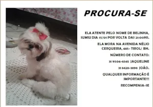Cachorro raça Shi idade 7 a 11 meses nome Belinha GRATIFICA