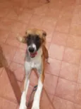 Mel