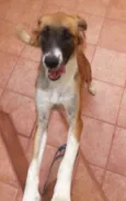 Mel