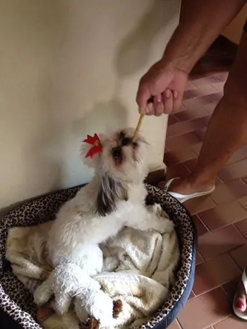 Cachorro raça Shi idade 7 a 11 meses nome Belinha GRATIFICA