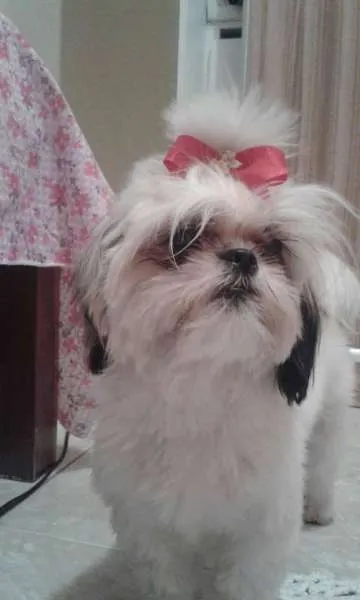 Cachorro raça Shi idade 7 a 11 meses nome Belinha GRATIFICA
