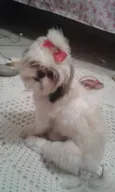 Belinha GRATIFICA