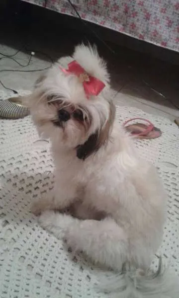 Cachorro raça Shi idade 7 a 11 meses nome Belinha GRATIFICA