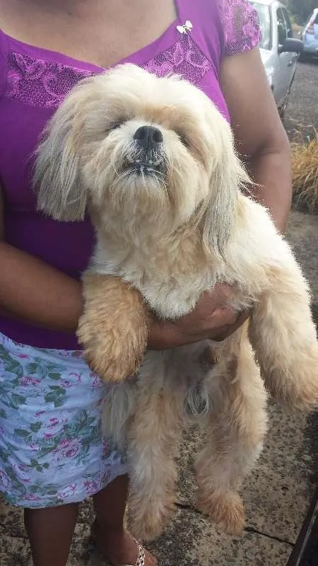 Cachorro ra a Lhasa Apso idade nome Não sei