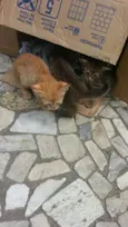 Gatinhos lindos pre