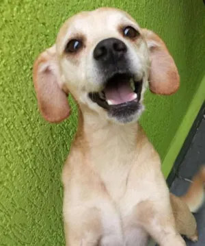 Cachorro raça SRD idade 2 anos nome Pitoco 