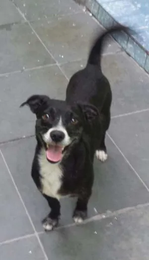 Cachorro raça SRD idade 2 anos nome Pitoquinho