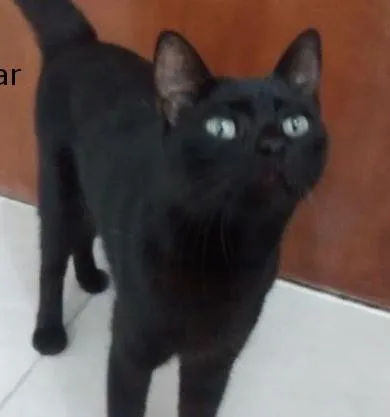 Gato ra a SRD idade 3 anos nome Estrela