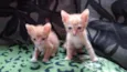 tico e teco