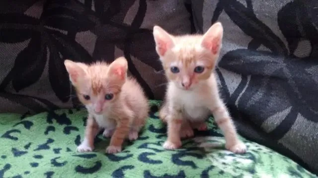 Gato ra a sem raça idade 2 a 6 meses nome tico e teco