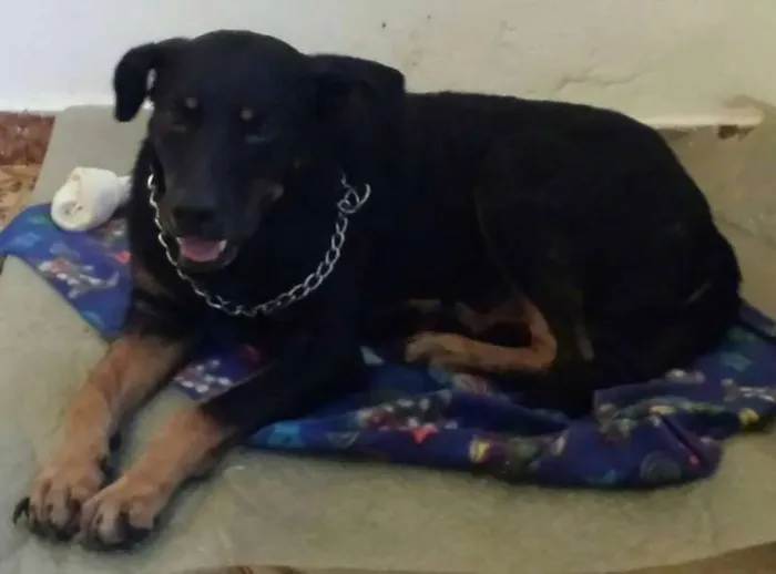 Cachorro ra a Rottweiler idade 2 anos nome Meninão 