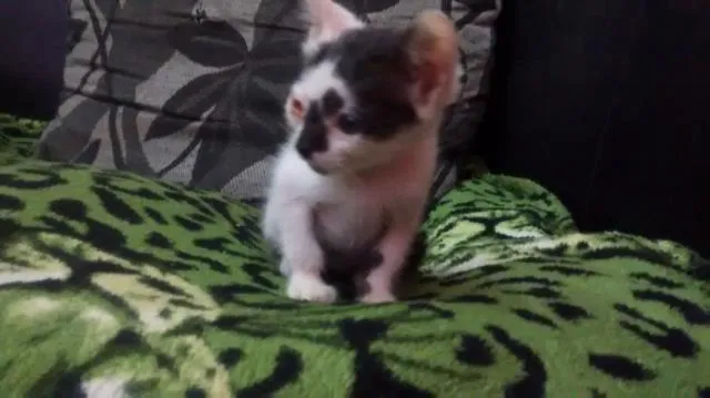 Gato ra a indefinido idade 2 a 6 meses nome ana