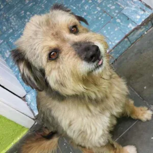 Cachorro raça SRD idade 2 anos nome Fofão 