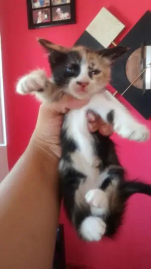 Gato raça indefinido idade Abaixo de 2 meses nome felpuda
