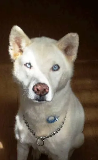 Cachorro ra a Husky Siberiano idade 6 ou mais anos nome Marloy