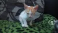 léo