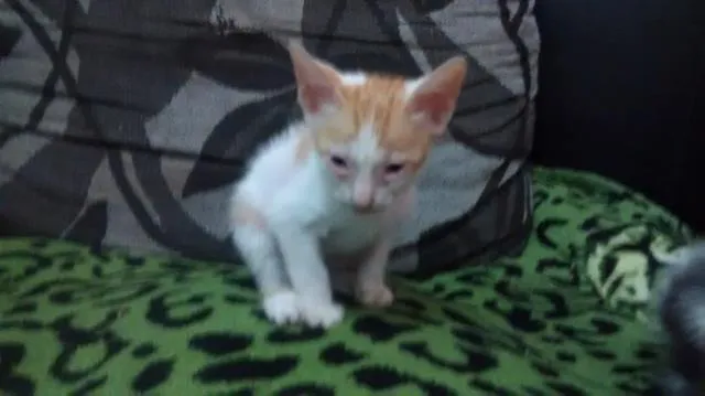 Gato ra a indefinido idade 2 a 6 meses nome léo
