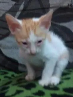 Gato raça indefinido idade 2 a 6 meses nome léo