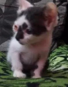 Gato ra a indefinido idade 2 a 6 meses nome ana