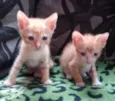 tico e teco
