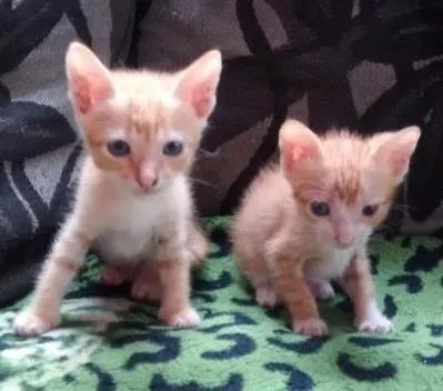 Gato ra a sem raça idade 2 a 6 meses nome tico e teco