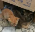 Gatinhos lindos pre